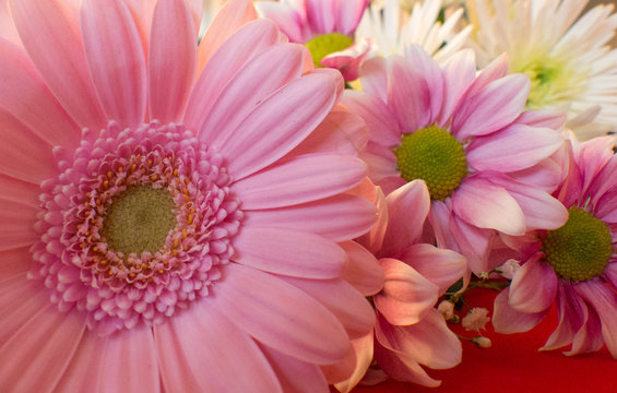 Close up picture of pink flowers