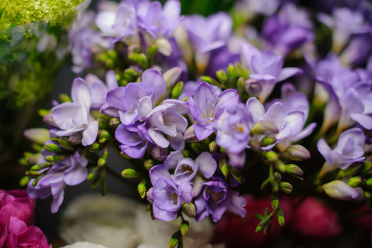 Beautiful bouquet of purple freesia in the transparent wrapping paper