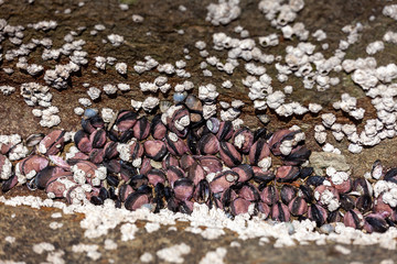 Seashells and polyps between stones over water, horisontal orientation.