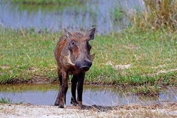 Warthog, Murchison Falls National Park, Uganda