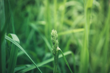 Grass on the field. Selective focus. Shallow depth of field.