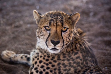 Closeup portrait of a big Cheetah wild cat's striking yellow eyes and black nose. The fastest animal in the world. Namibia