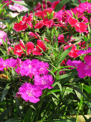 Fototapeta premium Beautiful red flowers in the flowers garden