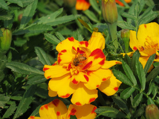 Bee collecting honey in romantic bright nature yellow flower wallpaper sunny day