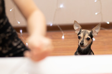 Little toy terrier dog begs food at the table