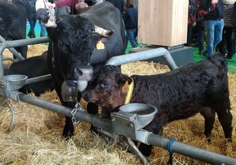 vache et veau salon de l'agriculture paris