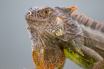 Leguan Portrait