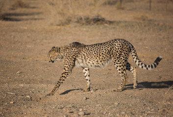 Closeup portrait of a big Cheetah wild cat's striking yellow eyes and black nose. The fastest animal in the world. Namibia