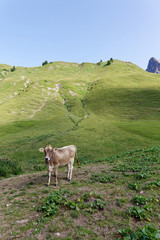 Cow in the pasture in Austria