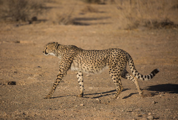 Closeup portrait of a big Cheetah wild cat's striking yellow eyes and black nose. The fastest animal in the world. Namibia