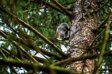 Squirrel Hanging In The Tree