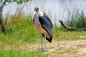 African marabou, Murchison Falls National Park, Uganda