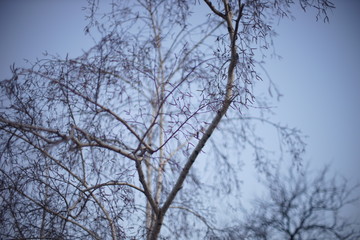 Fototapeta na wymiar Bare birch tree branches on blue sky background.