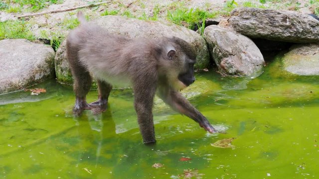 Young drill monkey looking for food on the water surface, Mandrillus leucophaeus