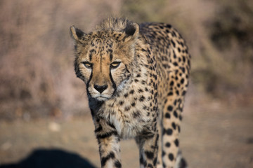 Closeup portrait of a big Cheetah wild cat's striking yellow eyes and black nose. The fastest animal in the world. Namibia