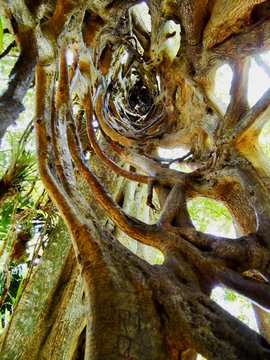 inside a tree trunk with exposed roots