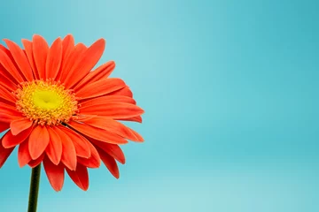 Foto auf Acrylglas Antireflex Teilansicht einer Gerbera-Blume, Asteraceae, isoliert auf türkisfarbenem Hintergrund © AnneGM