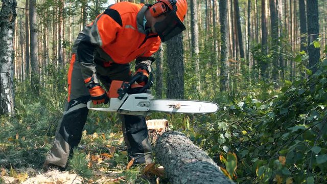 Lumberjack chops trees with chainsaw.