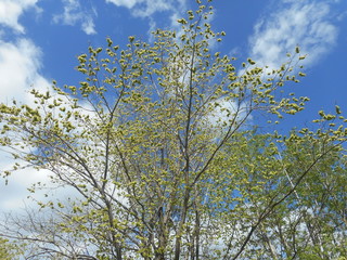 Spring in the village. Sunny clear day. Young green foliage on trees and bushes ..