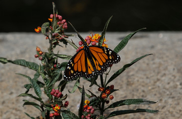 Schmetterling