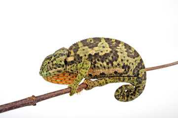 Flapneck Chameleon / Lappenchamäleon (Chamaeleo dilepis petersii) - Südafrikanisches Lappenchamäleon © bennytrapp