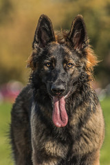 portrait of german shepherd