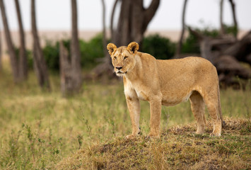 A lioness standing upright to observe the surrounding at Masai Mara, Kenya
