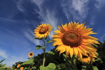sun flowers blossoms, symbol, summer