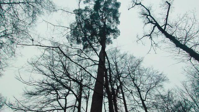 Blick in den Wald