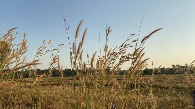 Fountain grass with sunlight desho grass, desho (Pennisetum pedicellatum) footage