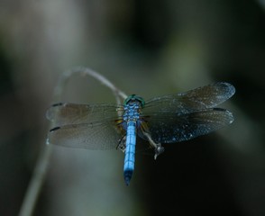 blue dragonfly