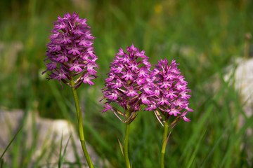 Orchidee Anacamptis  pyramidalis ,primo piano su prato verde