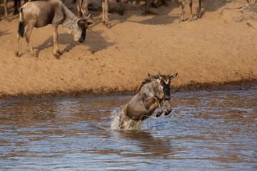 Wildebeests crossing Mara river, Kenya