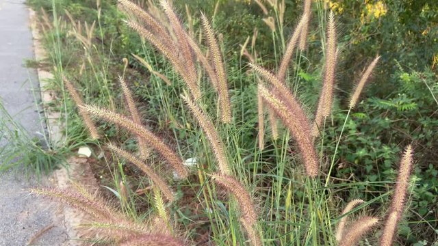 Fountain grass with sunlight desho grass, desho (Pennisetum pedicellatum) footage