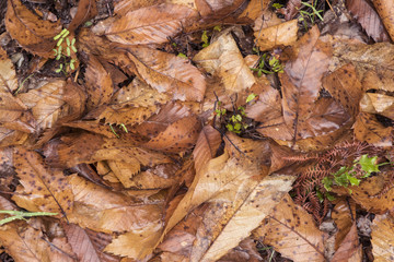 Chestnut leaves on the ground piled up in winter after the fall of the tree with the typical orange ocher color of leaf litter