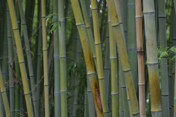 Landscape of bamboo branches in a tropical environment.