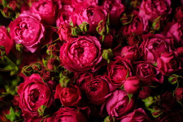 Beautiful bouquet of pink peony roses with closed green buds in the transparent wrapping paper