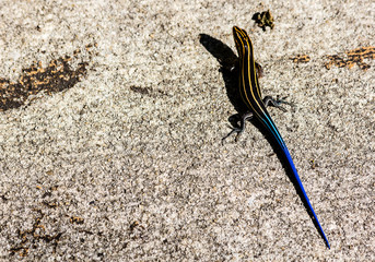 Which way did he go?