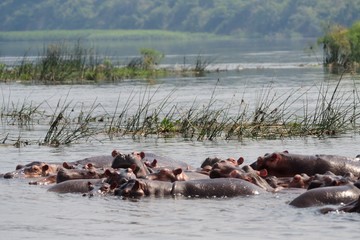 Nile hippos, Murchison Falls National Park, Uganda