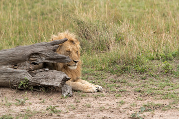 Lion resting behind a tree trunk at Masai Mara, Kenya