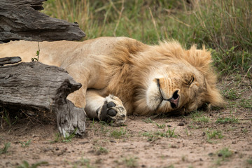 Lion sleeping behind a tree trunk at  Masai Mara, Kenya