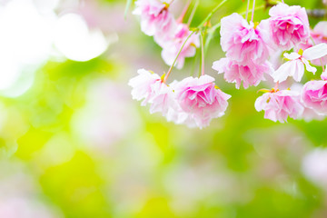 Pink cherry blossom (Sakura) flower. Soft focus cherry blossom or sakura flower on blurry background. Sakura and green leaves in the sun. Valentine's day. Copy space
