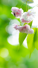 Pink cherry blossom (Sakura) flower. Soft focus cherry blossom or sakura flower on blurry background. Sakura and green leaves in the sun. Valentine's day. Copy space