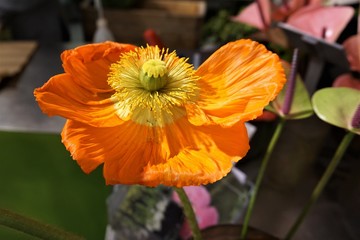 orange farbene Blüte vom Islandmohn, Mohn - Papaver