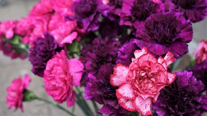 Blüten der Nelken, rosa, pink, violett - Dianthus