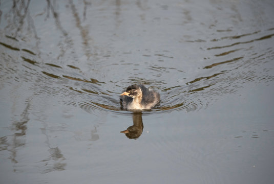 รูปภาพMirandornithes เลือกดูภาพถ่ายสต็อก เวกเตอร์ และวิดีโอ114