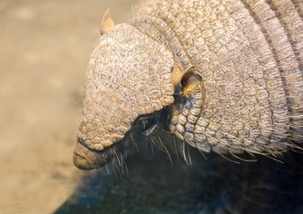 Animal Armadillo. It is a mammal found in Central and South America. A strong shell protects the upper part of the animal's body, it consists of solid plates.