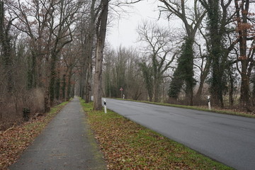 Fototapeta premium Leere Landstraße in Brandenburg