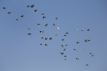 Flocks of flying pigeons in the blue sky .