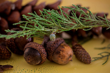 шишки жёлуди